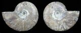 Polished Ammonite Pair - Agatized #56275-1